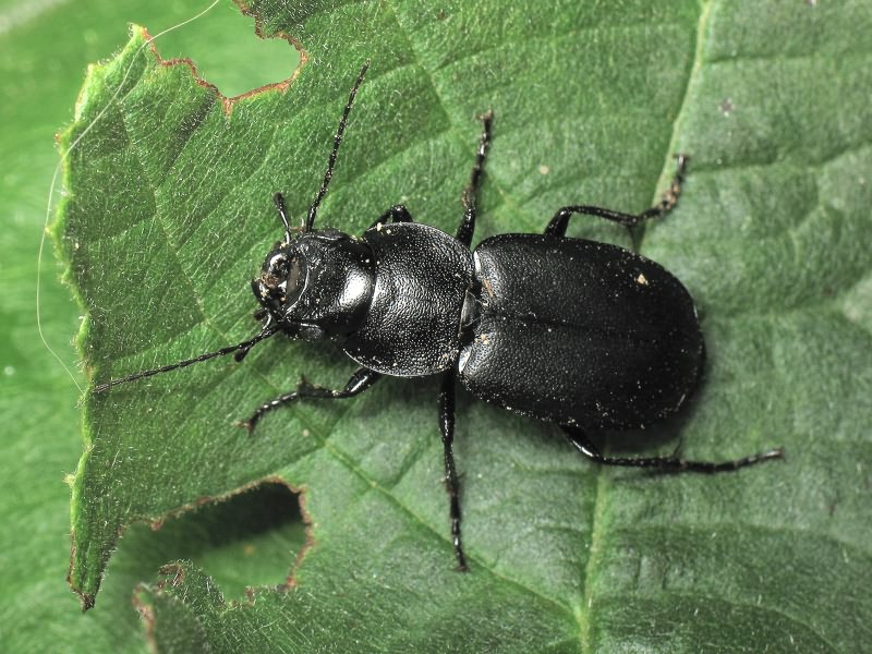 Licinus (Licinus) cassideus (Fabricius, 1792)
